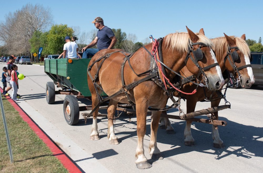 SVJETLANA MLINAREVIC THE CARILLON
Horse wagon rides were one of the many activities for employees to enjoy during the HyLife Fun Day at the HyLife Centre in La Broquerie on Sept. 14, 2024.