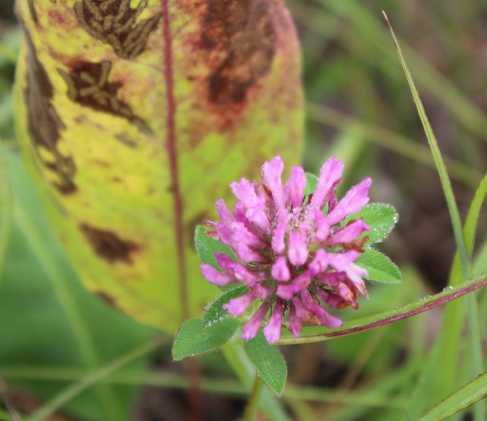 GREG VANDERMEULEN THE CARILLON
A leaf provides the backdrop for this Red Clover, a non-native species found in the Tall Grass Prairie.