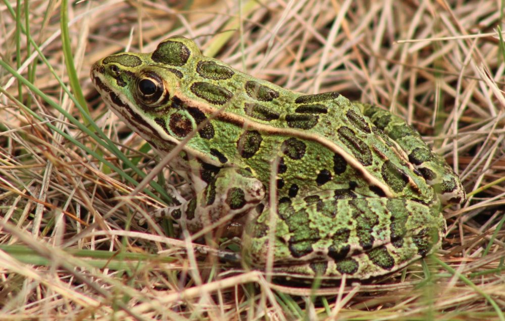 GREG VANDERMEULEN THE CARILLON
This well camouflaged leopard frog was spotted on the trail. It’s also a species at risk.