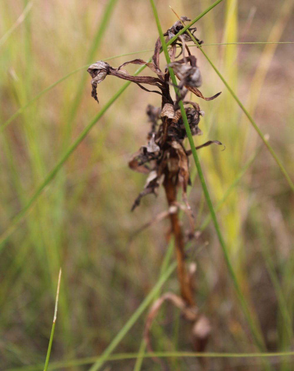 GREG VANDERMEULEN THE CARILLON
It may be long-dead, but its presence is good news for those looking for Western Prairie Fringed Orchids, a species at risk.