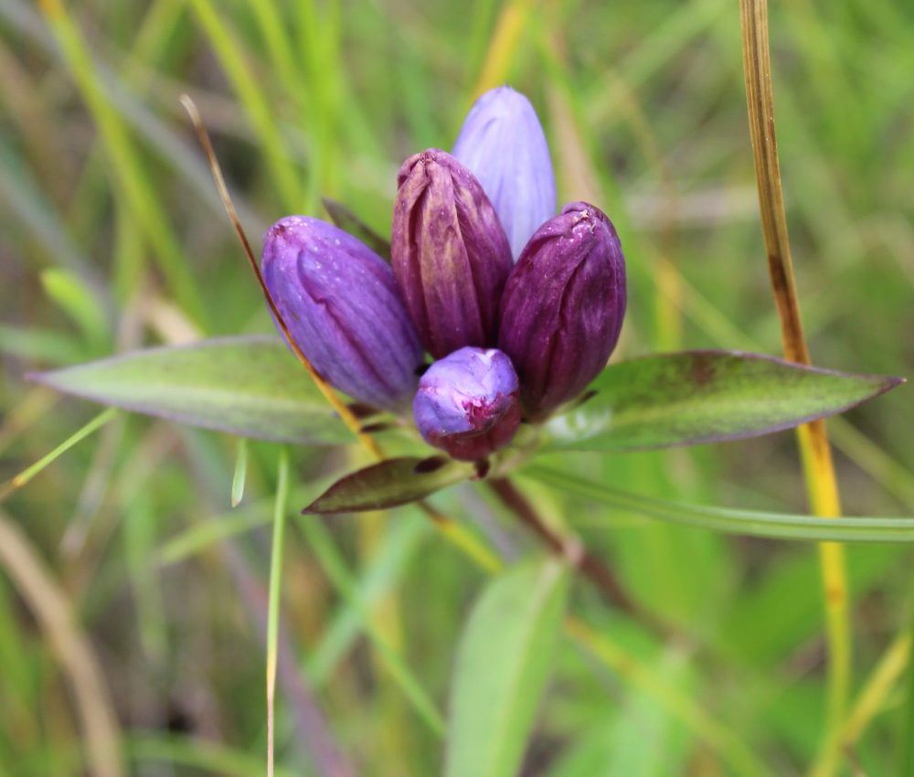 GREG VANDERMEULEN THE CARILLON
Unique blooms of the Bottle Gentian.