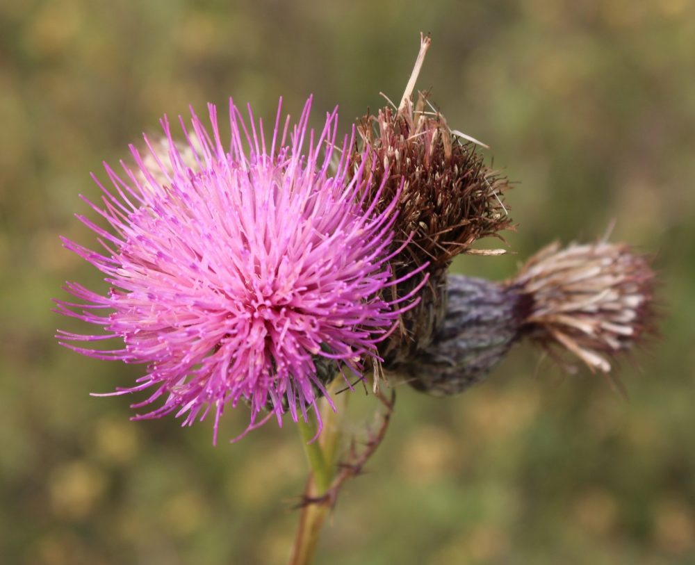 GREG VANDERMEULEN THE CARILLON
Even thistle shows its beauty.