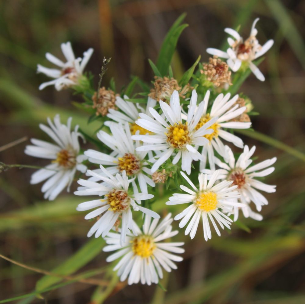 GREG VANDERMEULEN THE CARILLON
The delicate flowers of the Panicle Aster.