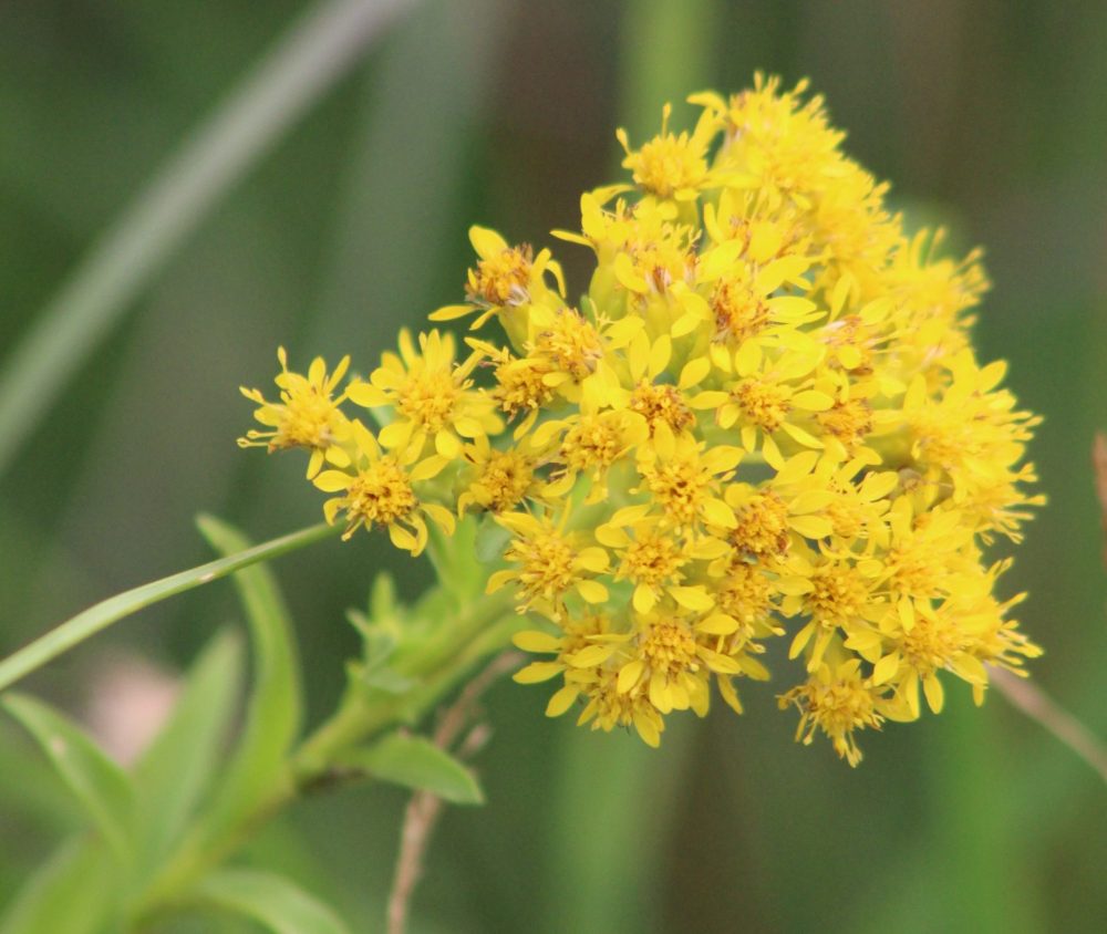 GREG VANDERMEULEN THE CARILLON
Riddell’s Goldenrod, another species at risk.