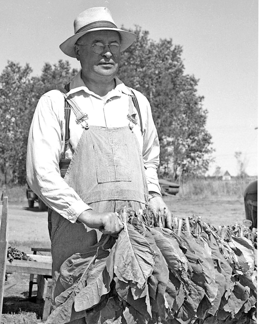 CARILLON ARCHIVES
C.S. Prodan, ag rep and tobacco specialist, with tobacco leaves from the 1955 crop grown on an experimental plot at Davidson Farm at Marchand.