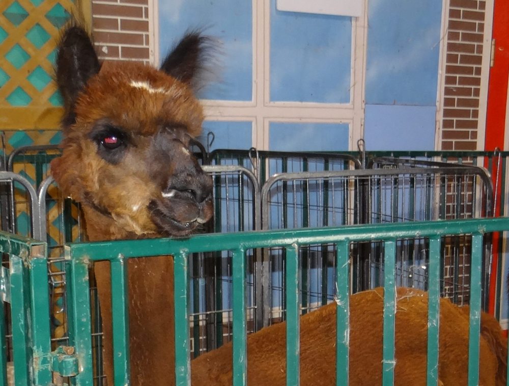 WES KEATING THE CARILLON
A curious alpaca from Raspberry Roost checks out the visitors at the Red River Ex Barn.