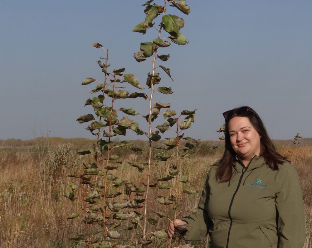 Dana Gosselin with a well-established poplar in a shelterbelt planted along the east side of a creek, which runs through a field in the Sarto area.