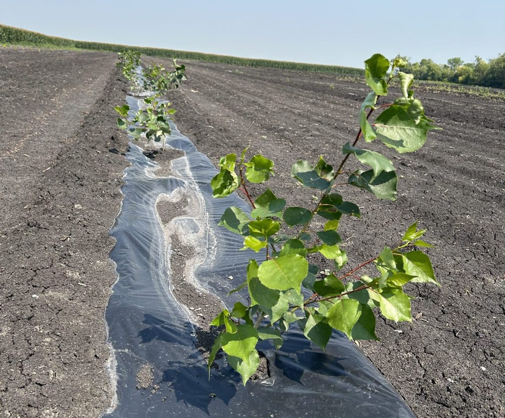 Plastic mulch was spread along the row to stop the encroachment of weeds between the trees of a shelterbelt in the Ridgeville area.