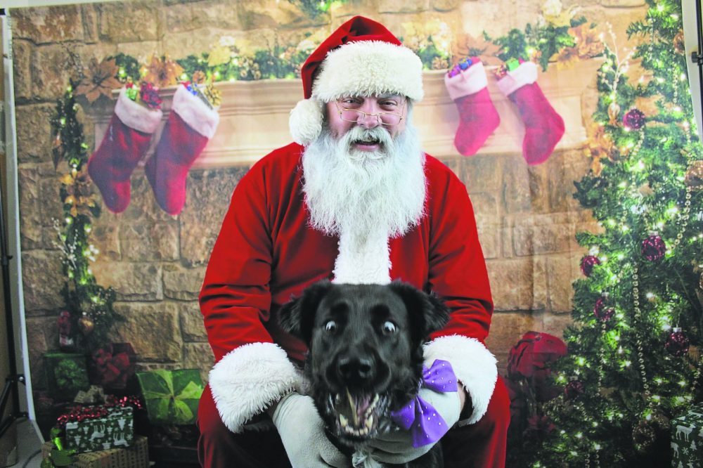 CHRIS GAREAU THE CARILLON
Bear keeps his eyes on his early Christmas treat with Santa at the Steinbach and Area Animal Rescue (SAAR). Dogs, cats and an alpaca took photos with Santa as part of a fundraiser over the weekend.