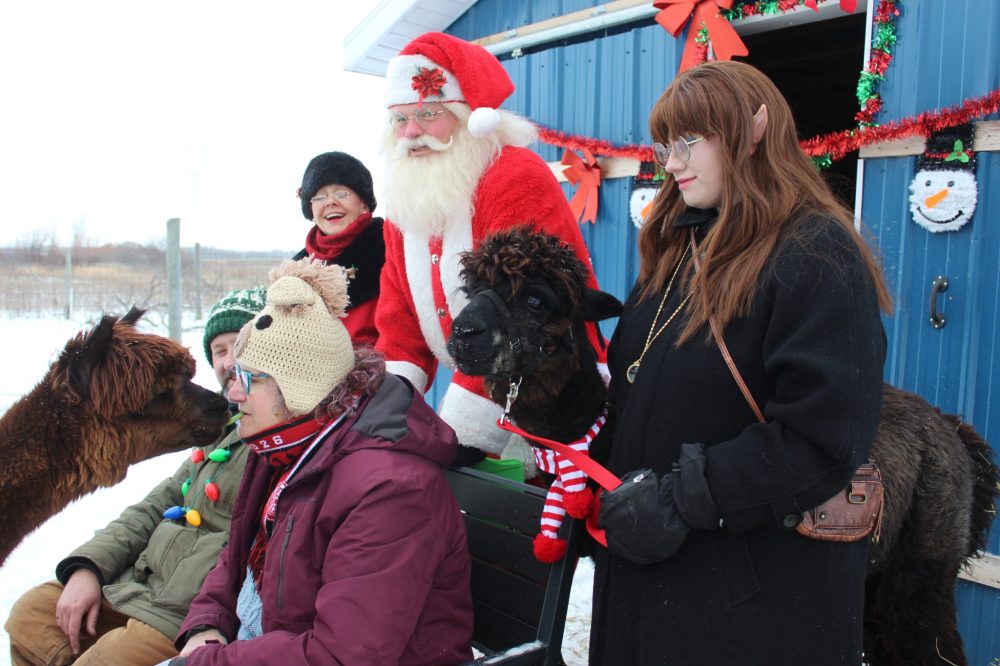 CHRIS GAREAU THE CARILLON
Coleman the alpaca reaches in for a snap pea from 313 Farms owner Ann Patman as Winnipeg Santa, Mrs. Claus, MerryAnne Elf, her husband David and other alpacas look on.