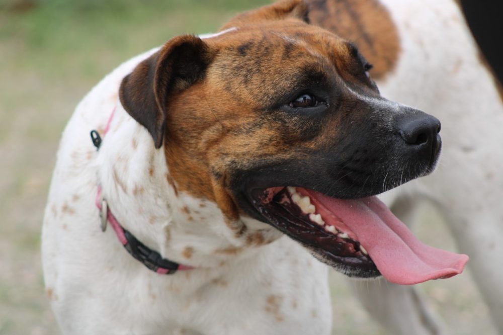 GREG VANDERMEULEN CARILLON ARCHIVES
Dog licence fees and fines will rise thanks to an updated animal control bylaw.