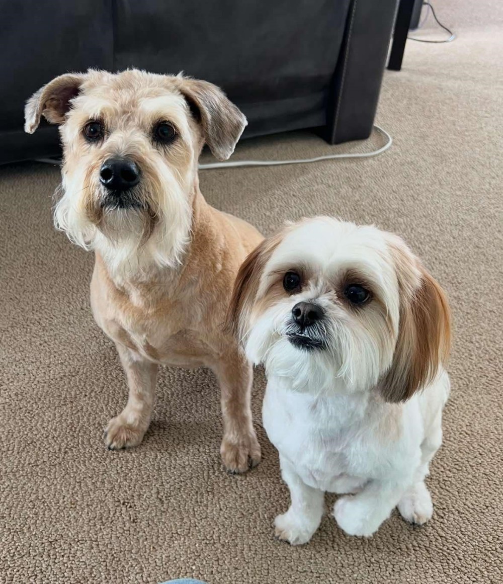 SUPPLIED
Zoe and Bella died after being struck by a car while on a walk with their owner on Harmony Lane, Dec. 19. Bill and Karen Elias said changes have to be made to force drivers to slow down.