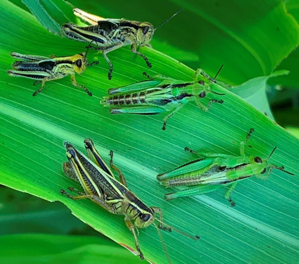 JOHN GAVLOSKI 

Grasshoppers pictured on corn near Carman.