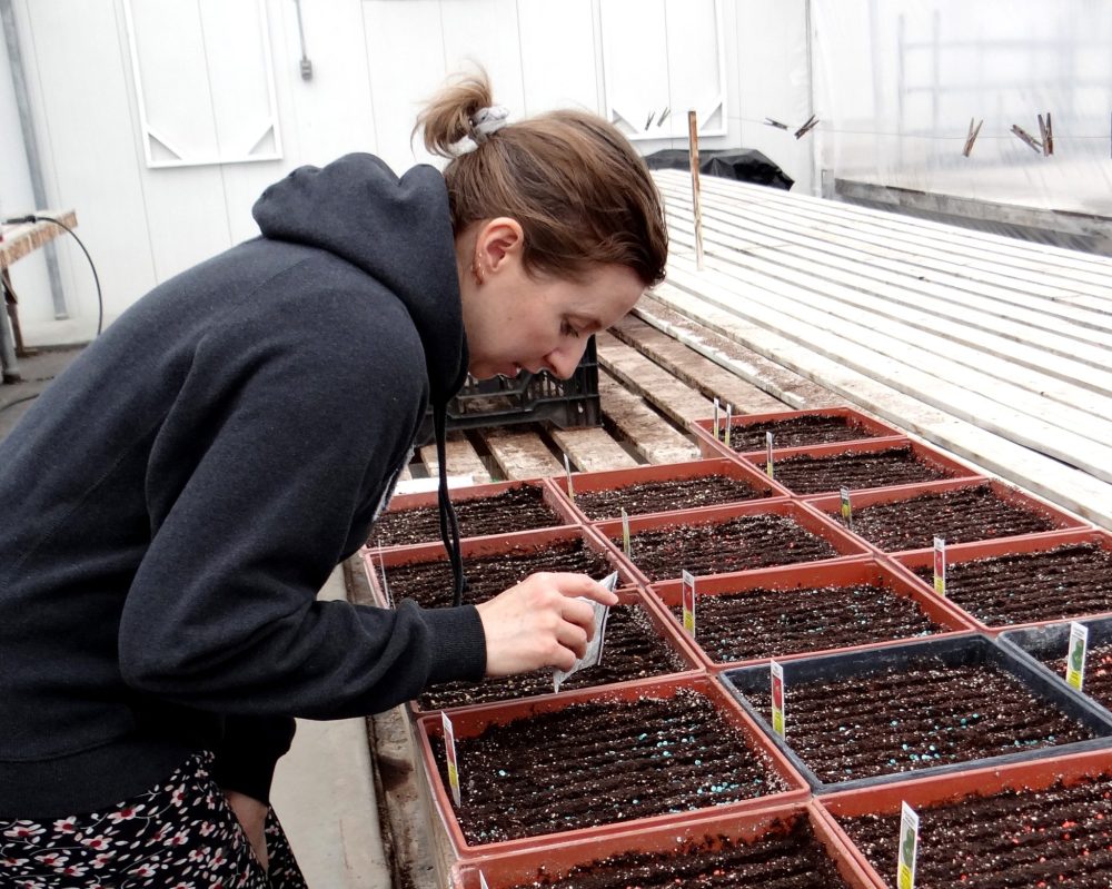 WES KEATING THE CARILLON
Continuing the tradition of hand-seeding started by the previous owners of Green Valley Garden Centre, Carrie carefully gets another tray of annuals ready to be started in a heated seed bed.