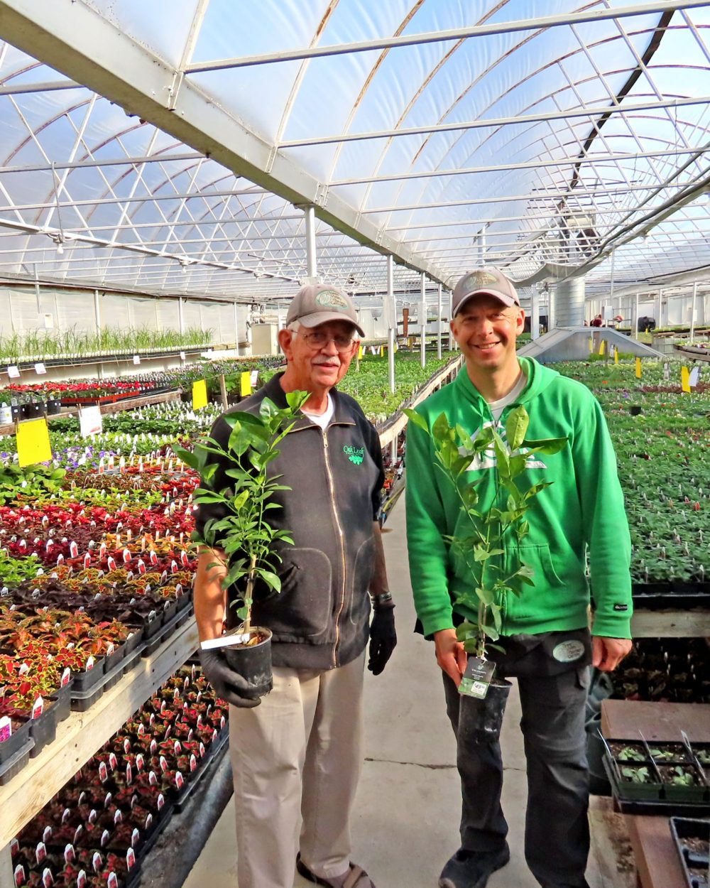 WES KEATING THE CARILLON
Paul Schmitt and Sheldon Enns display two of the more unusual plants to be found at the garden centre, orange trees that look like they may be bearing fruit this year.