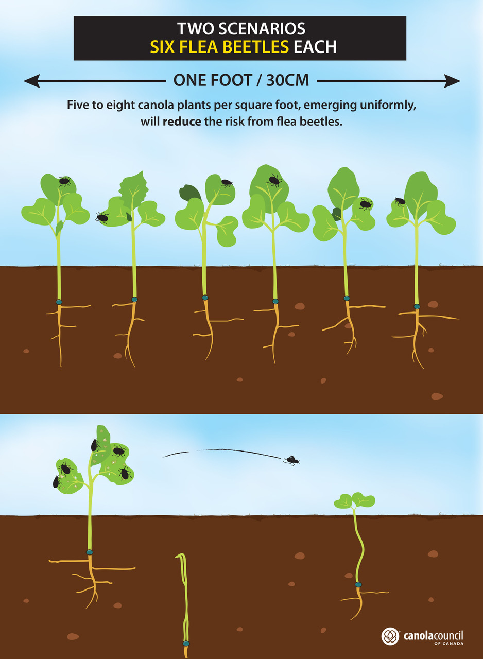 CANOLA COUNCIL OF CANADA