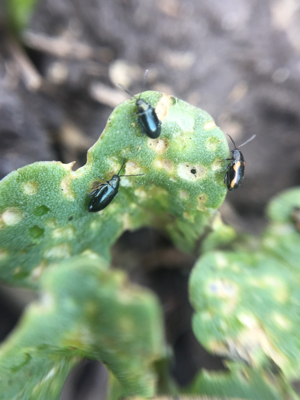 CANOLA COUNCIL OF CANADA
Flea beetles pictured on canola.