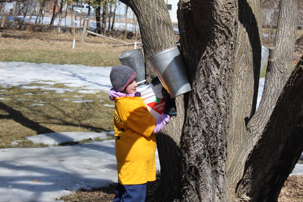 CHRIS GAREAU THE CARILLON
Madeleine Degagné, 8, tops up her bucket with maple water during the Sugaring Off Festival. Madeleine and her sister Anouk, 5, helped dad Daniel with his first maple harvest for the St Pierre Museum. Daniel said they tapped about 300 trees including about 80 on his property, 40 on the Crow Wing Trail, and 180 on the museum's property.