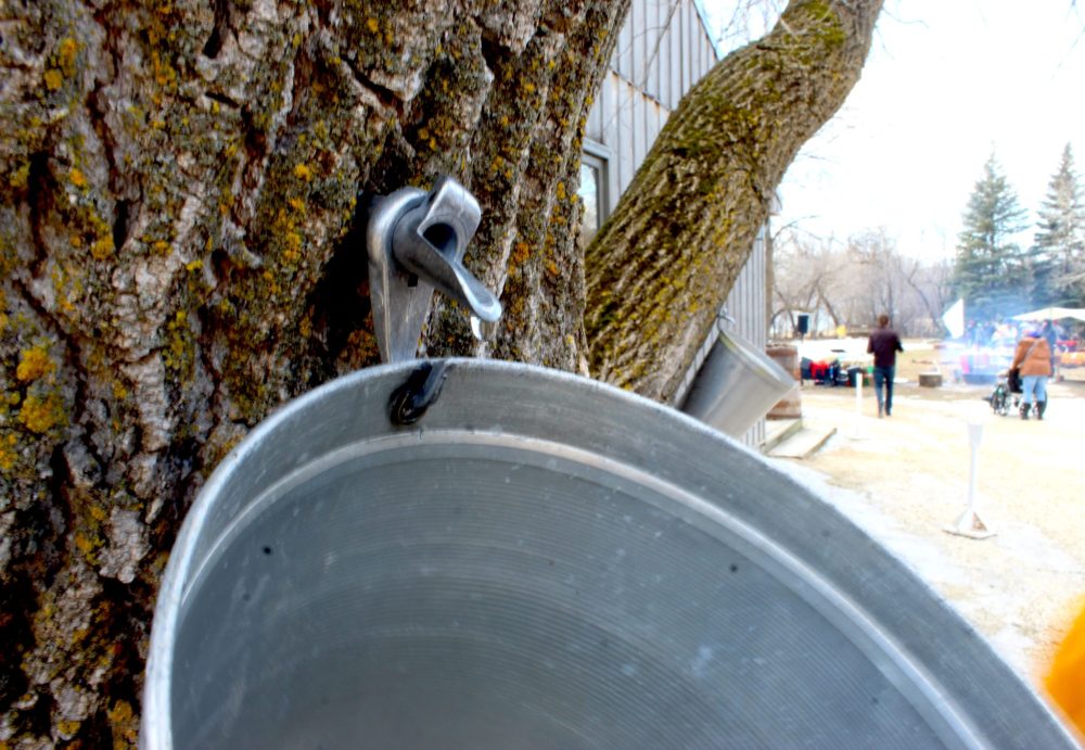 CHRIS GAREAU THE CARILLON
Maple sap drips from a tree on the St Pierre Museum grounds during the Sugaring Off Festival.