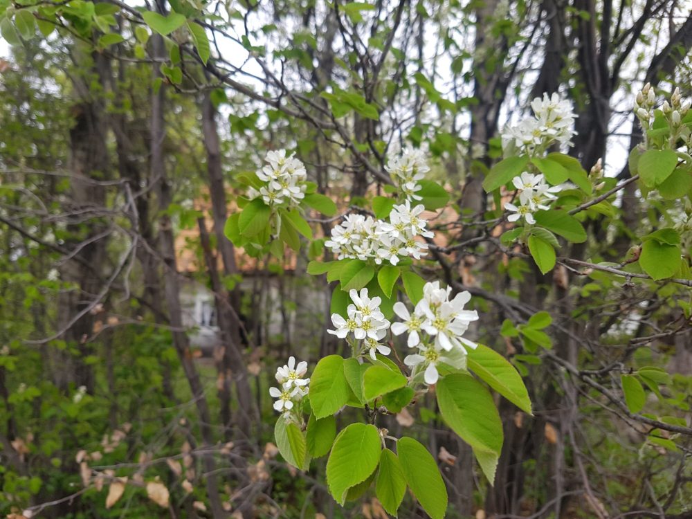 MHV
New leaves are a happy sign of spring.