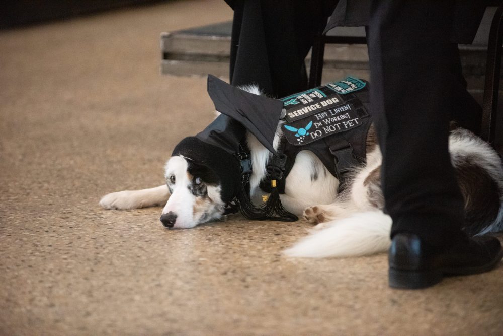 SVJETLANA MLINAREVIC THE CARILLON
A support dog wearing a mortar board was part of the Steinbach Regional Secondary School graduation ceremony at the Winnipeg Convention Centre on June 24, 2025.