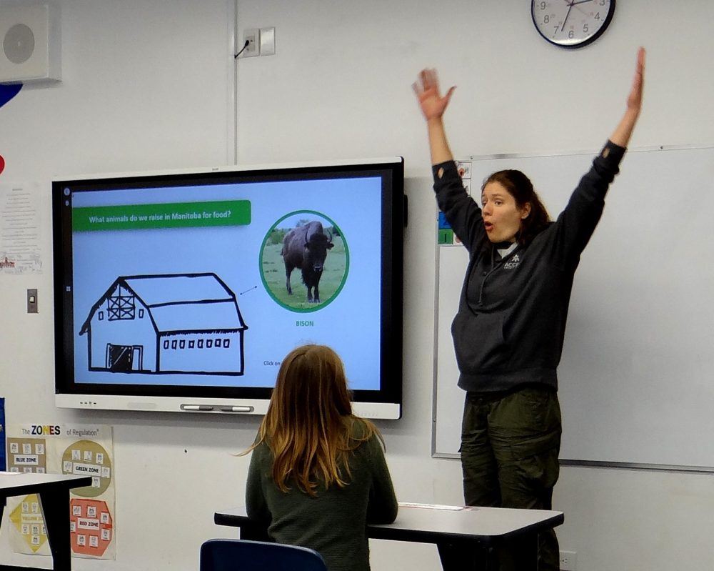 WES KEATING THE CARILLON
Volunteer Alex Wolfe demonstrates just how tall a bison is, while explaining to students they did not have to go to the zoo to see bison in Manitoba as they are raised on farms here.