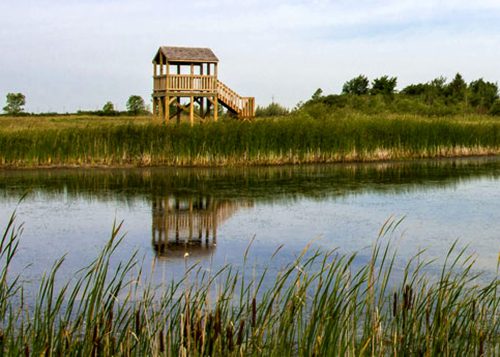 SRRWD 

The lookout tower on the far bank of this pond provides a perfect spot for students to do a little birdwatching, or perhaps to get a birds’ eye view of a variety of water plants, during a tour of the Discovery Centre.