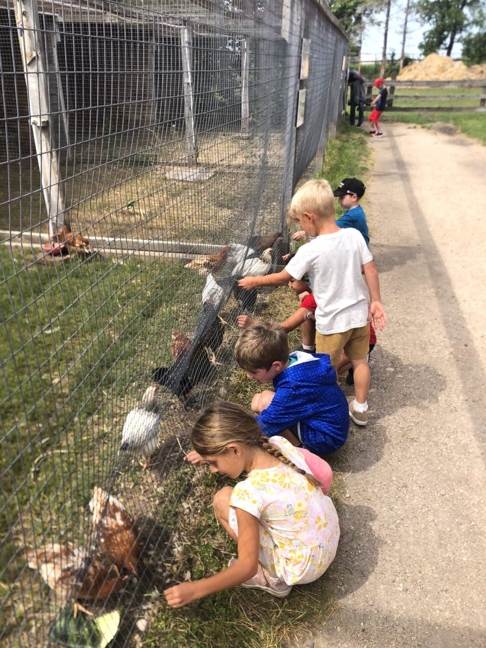 MENNONITE HERITAGE VILLAGE
Spending some time with the farmyard animals is a favourite part of each Pioneer Day Camp.