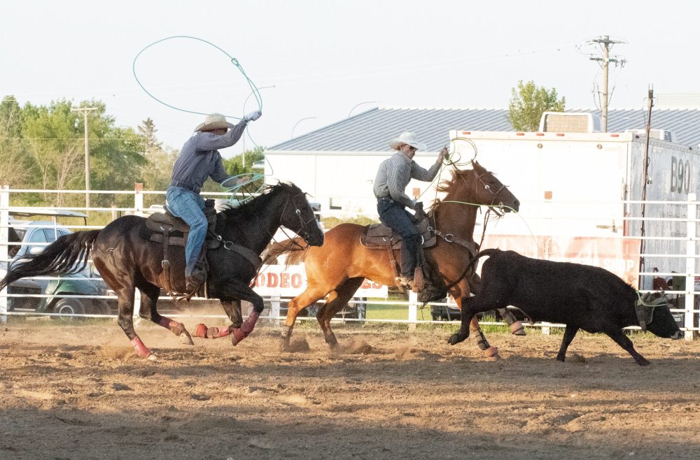 SVJETLANA MLINAREVIC THE CARILLON
Two riders go after a steer during the team roping competition during the Manitoba Stampede in Morris on July 18, 2025.