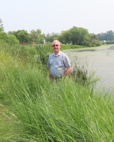 WES KEATING THE CARILLON 

Mennonite Heritage Village manager Robert Goertzen is up to his waist in bulrushes and high grasses growing along the banks of the pond on the museum grounds.