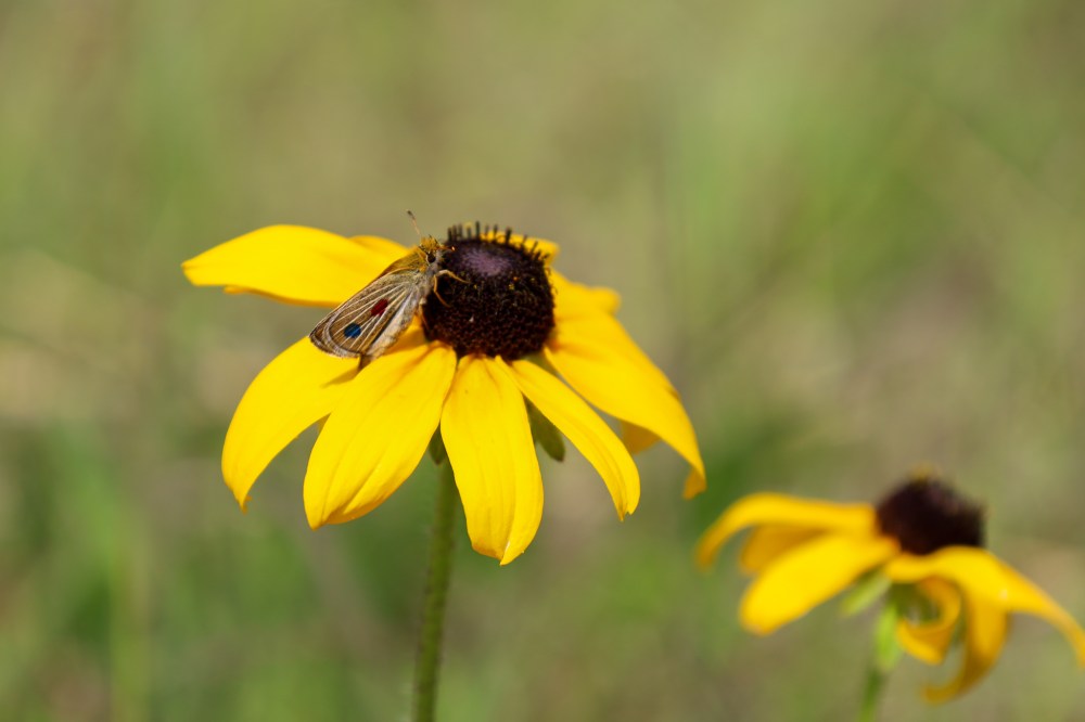 ASSINIBOINE PARK CONSERVANCY
A released Poweshiek skipperling sits on a Black-eyed Susan.