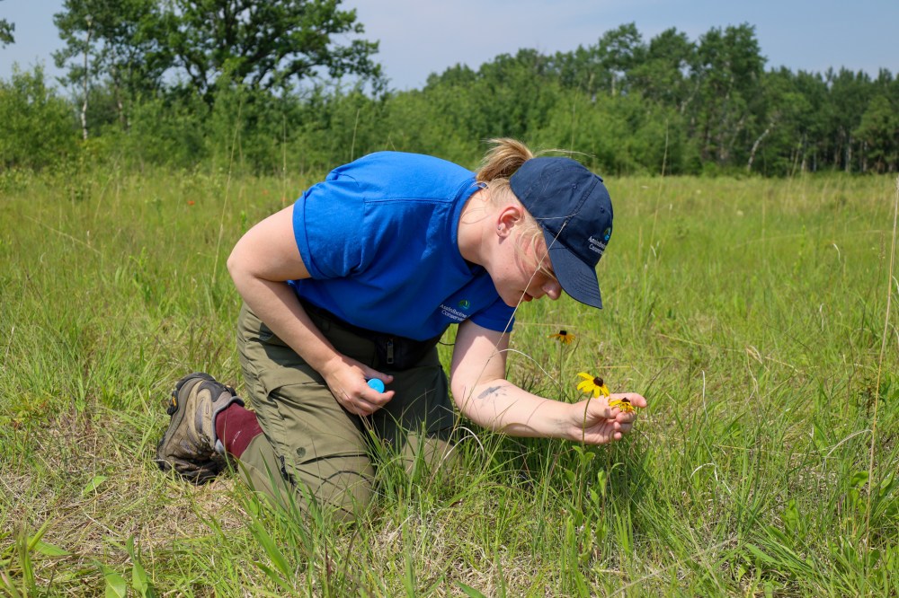 Kirstyn Eckhardt reviewing a Black-eyed Susan out in release area