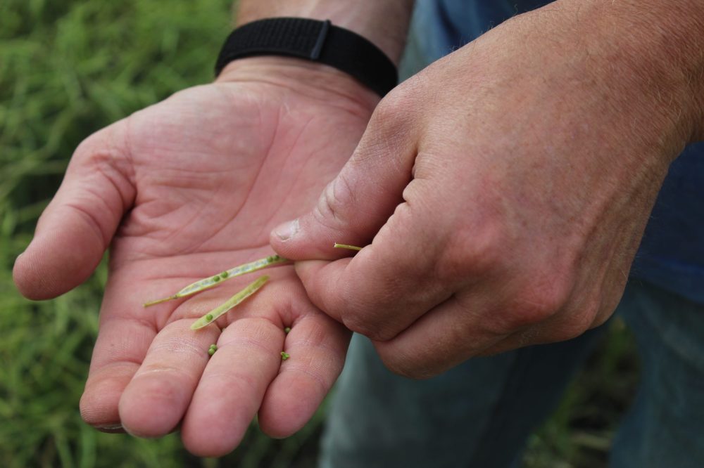 MATTHEW FRANK THE CARILLON
Jason Rempel holds a canola pod picked from his field on Aug. 14, 2025.