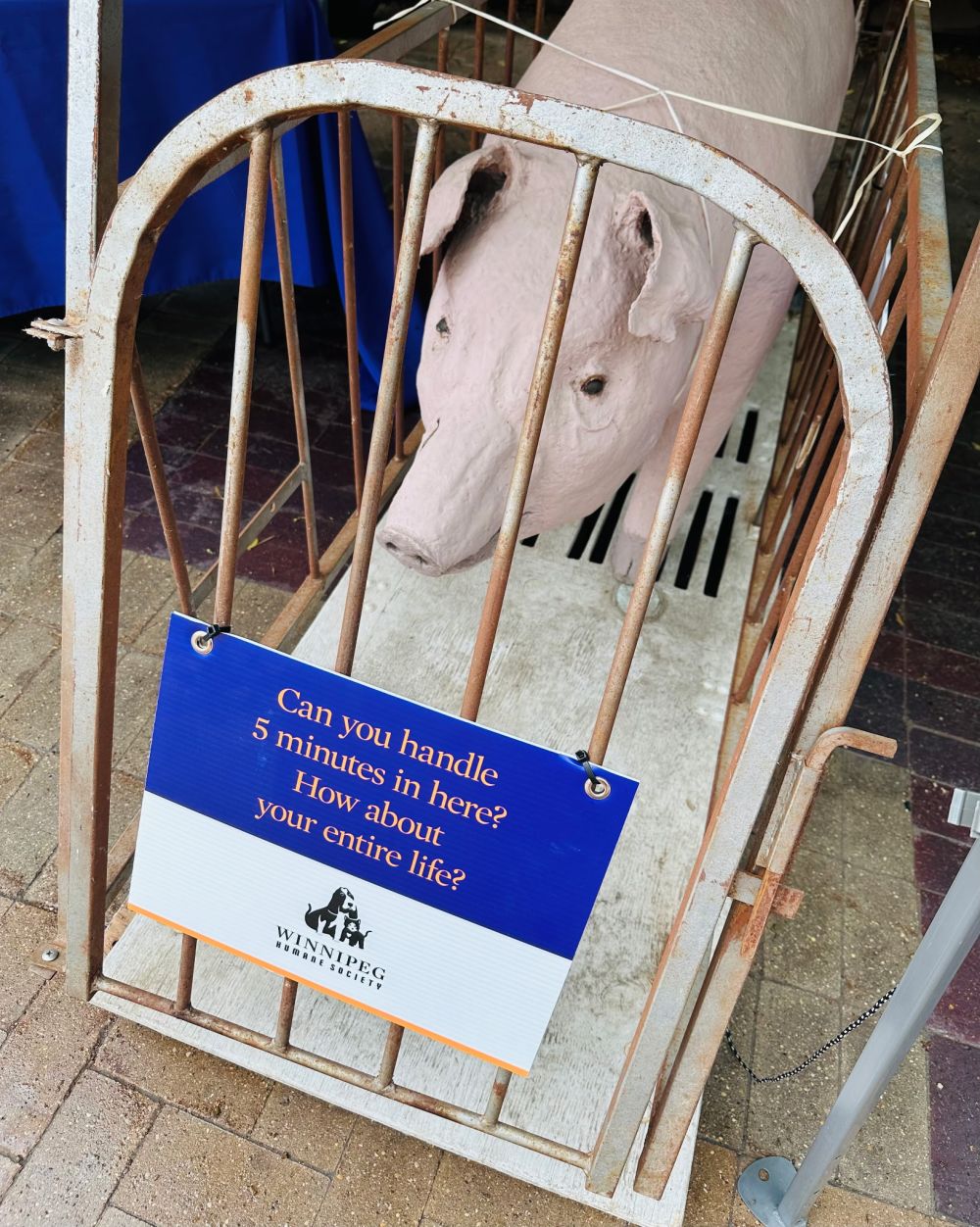 SUPPLIED
A paper mache pig inside a gestation crate was part of the Winnipeg Humane Society's display that resulted in them getting kicked out of the Hanover Ag Fair on Aug. 16.