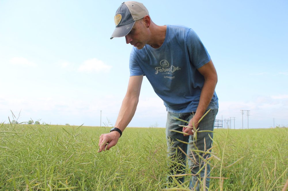 MATTHEW FRANK THE CARILLON
Jason Rempel inspects his canola crop on Aug. 14, 2025.