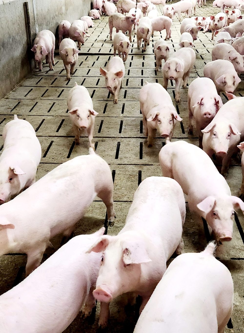 SUPPLIED
Manitoba is developing a plan to address potential African Swine Fever outbreaks, a disease that kills 100 percent of infected pigs.