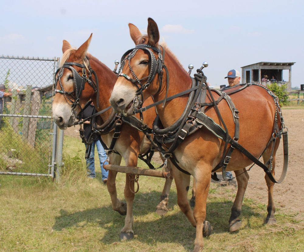 GREG VANDERMEULEN THE CARILLON
Cory Dueck leads his proud mule team out of the corral after competition.
