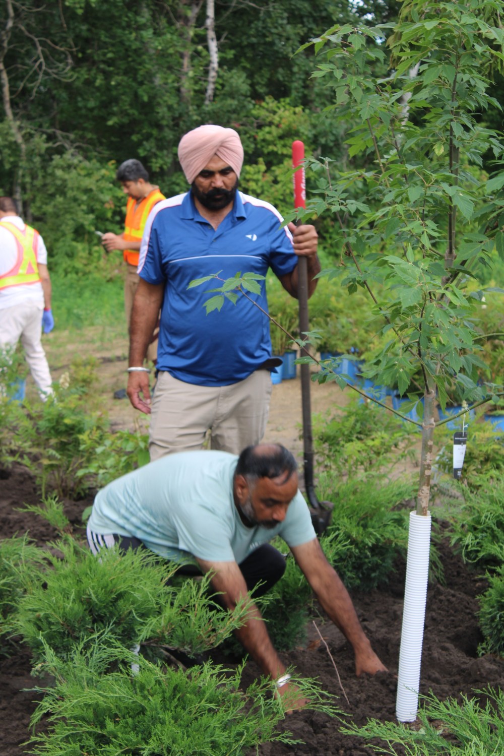 GREG VANDERMEULEN THE CARILLON
Green-S members plant shrubs on the site that was formerly a gas station.