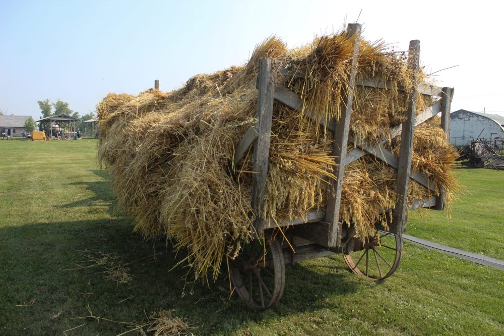 MATTHEW FRANK THE CARILLON
A load of grain waiting it's turn for the thresher.