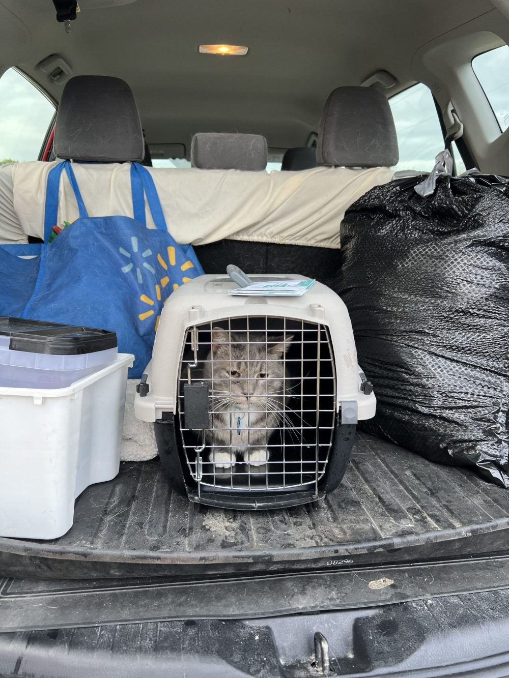 SUPPLIED
One of the cats evacuated from the Steinbach and Area Animal Rescue following a storm flooding its basement.