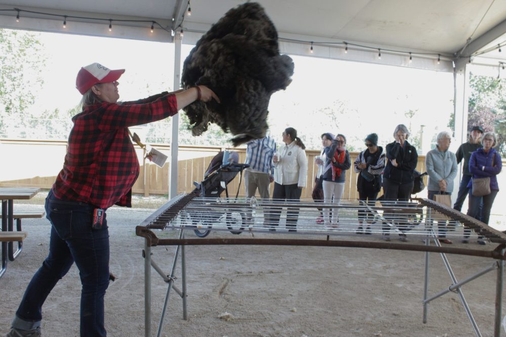 MATTHEW FRANK THE CARILLON
Anna Hunter throws a freshly sheared fleece on a rack to inspect and clean.
