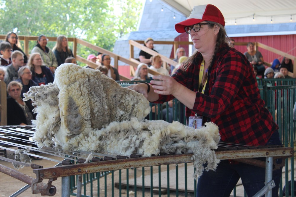MATTHEW FRANK THE CARILLON
Anna Hunter rolls a cleaned fleece after it was sheared.