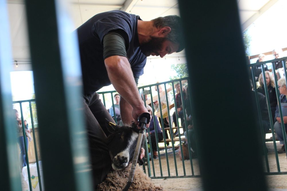 MATTHEW FRANK THE CARILLON
Remko Stalman performing a shearing demonstration in front of crowds at the Manitoba Fibre Festival on Friday, Sept. 5, 2025.