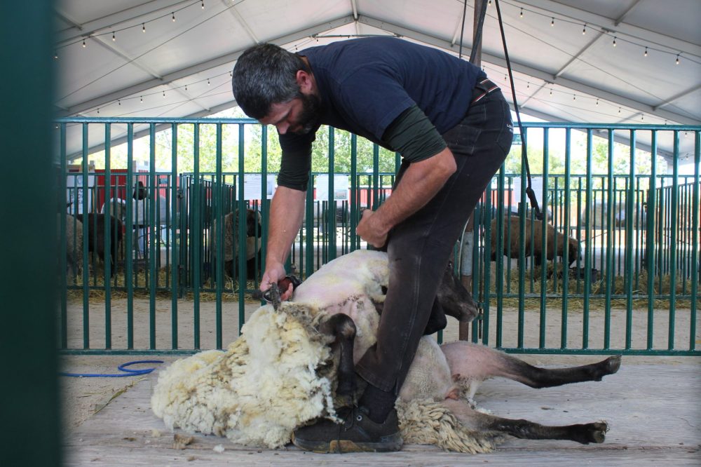 MATTHEW FRANK THE CARILLON
Remko Stalman maneuvers a sheep to cut a complete fleece.