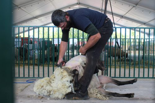MATTHEW FRANK THE CARILLON 
Remko Stalman maneuvers a sheep to cut a complete fleece.