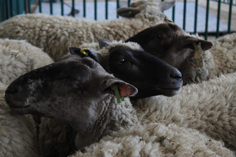 MATTHEW FRANK THE CARILLON
Three sheep waiting to be sheared.