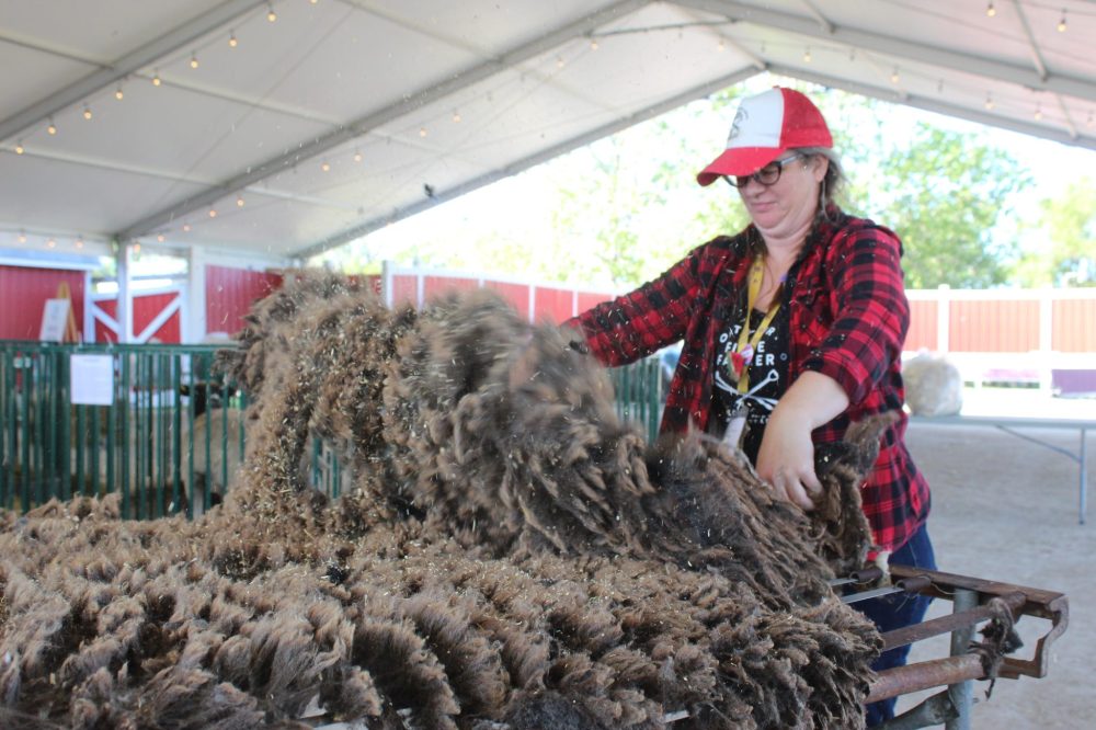 MATTHEW FRANK THE CARILLON
Anna Hunter shakes a fleece while she cleans it.