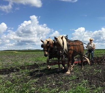 Horse-powered activities demonstrate the importance of animals in a pioneer setting.