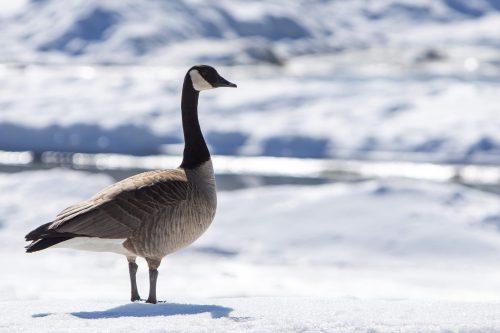 DANIEL CRUMP WINNIPEG FREE PRESS ARCHIVES 

A outbreak of avian influenza in Niverville has triggered calls from provincial and town officials to not touch any infected or dead geese.