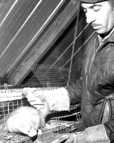 CARILLON ARCHIVES 

Heavy leather mitts are a necessity for Leonard Fuchs when handling a full-grown male mink at St Pierre Fur Bearers, one of the few remaining mink farms in Manitoba.